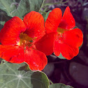 Nasturtium ( Red )