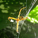 X Spider