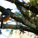 Blue-capped Rock Thrush