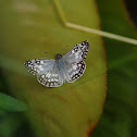 Tropical Checkered-Skipper