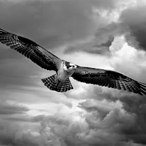 Osprey in stormy skies by Rachel Bilodeau - Animals Birds