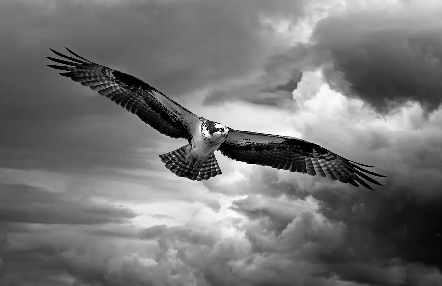 Osprey in stormy skies by Rachel Bilodeau - Animals Birds