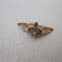 Meal Moth