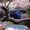 Blue crowned pigeon