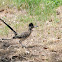 Greater roadrunner
