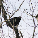 Black Vulture