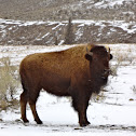 American Bison