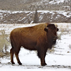 American Bison