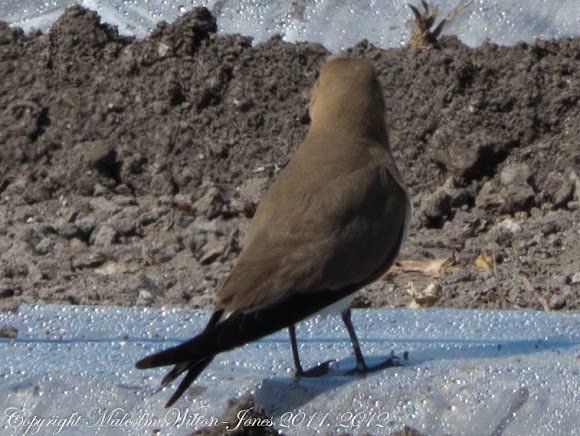 Spotting Image 1