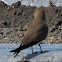 Collared Pratincole; Canastera