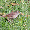 Savannah Sparrow