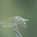 Blue Dasher