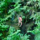 european garden spider