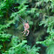 european garden spider