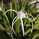 Beach Spider Lily