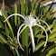 Beach Spider Lily