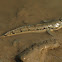 Blue-spotted Mudskipper