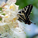 Pale Swallowtail