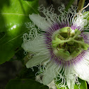 Passion flower