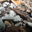 Northern zigzag salamander