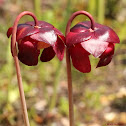 Sweet  pitcher plant