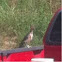 Road runner
