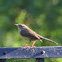 Bewick's Wren
