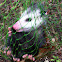 Opossum