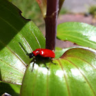 Scarlet Lily Beetle