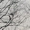 Eastern Gray Squirrel