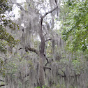 Spanish Moss