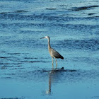 White-faced heron