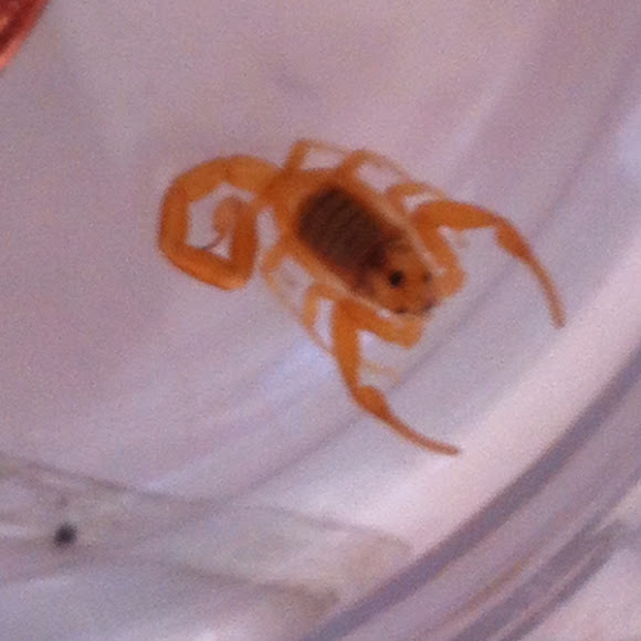 Spotting Image 1