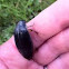 Diving beetle