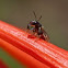 Allodapula Bee