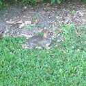 Eastern Cottontail Rabbit