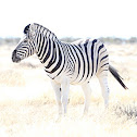 Plains Zebra