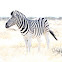 Plains Zebra