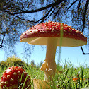 Amanitas