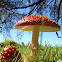 Amanitas