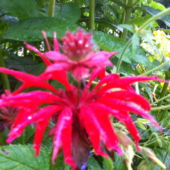Spotting Image 1