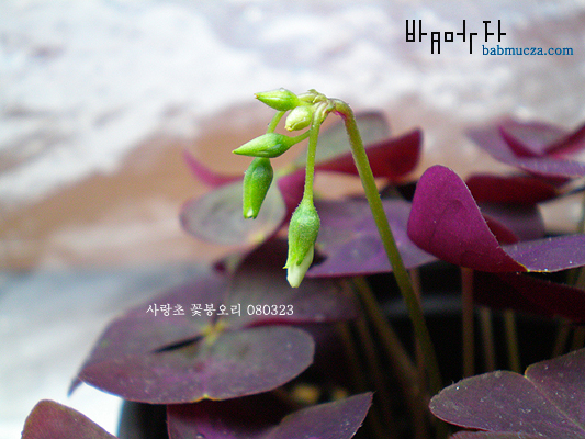 사랑초