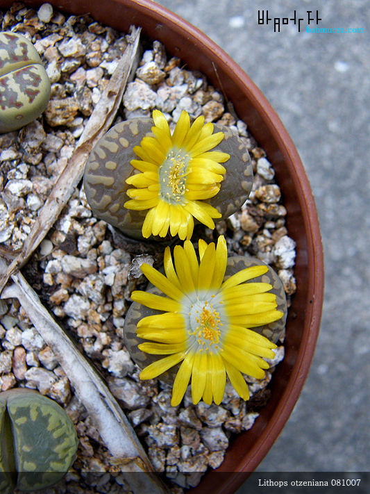 Lithops otzeniana