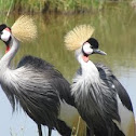 Crowned Crane
