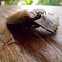 Click Beetle