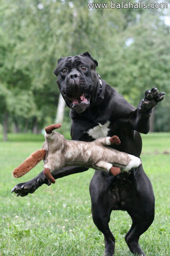 Cachorro medrosos