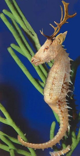 peixe