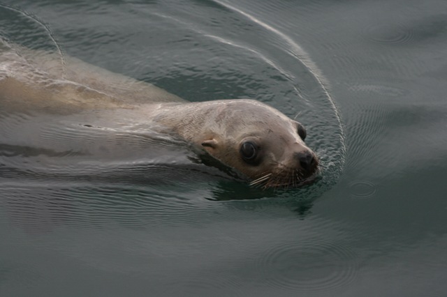 [Alaska 2008 239[5].jpg]