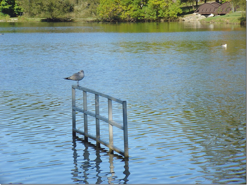 Seagull on the Avon