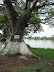 Árbol a la orilla del Magdalena Árbol a la orilla del Magdalena